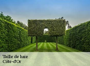 Taille de haie Côte-d'Or 