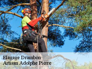 Elagage drambon-21270 Artisan Adolphe Pierre