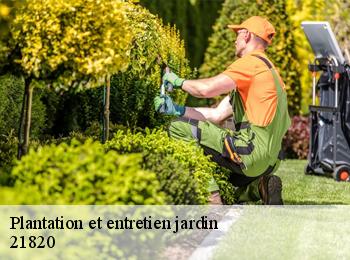 Plantation et entretien jardin  21820