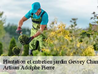 Plantation et entretien jardin  gevrey-chambertin-21220 ADEL Moise Élagueur