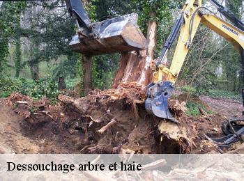 Dessouchage arbre et haie