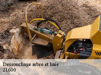 Dessouchage arbre et haie 21600