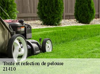 Tonte et refection de pelouse  21410