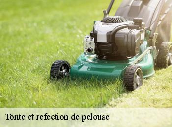 Tonte et refection de pelouse