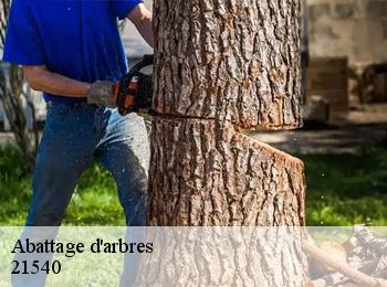 Abattage d'arbres  21540