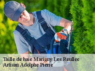 Taille de haie  marigny-les-reullee-21200 Artisan Adolphe Pierre